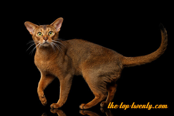 Abessinier katze beliebte Katzenrasse